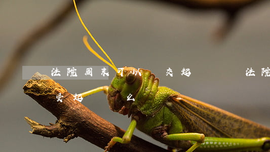 法院周末可以遞交起訴書嗎(法院周六周日接受起訴狀么)