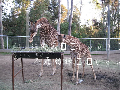 法院因債務(wù)糾紛被拘留可以探視嗎(不履行探視權(quán)拘留幾天)
