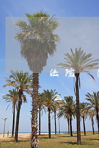 法院執(zhí)行可以申請(qǐng)三審嗎(什么情況能向中院申請(qǐng)執(zhí)行)
