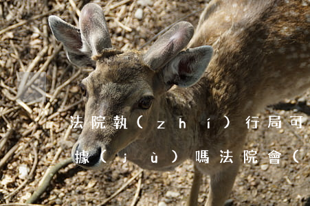 法院執(zhí)行局可以開(kāi)收據(jù)嗎(法院會(huì)認(rèn)可收款收據(jù)嗎)