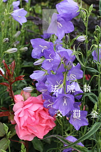 法院執(zhí)行罰金未交可以買房嗎(不交罰金,法院會執(zhí)行貸款中的房子嗎)