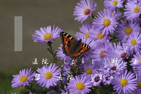 法院執(zhí)行讓去借錢去給不給就拘留-法院執(zhí)行讓去借錢去給不給就拘留可以嗎
