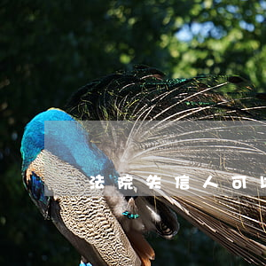 法院失信人可以做服務員嗎(失信人可以上班嗎)