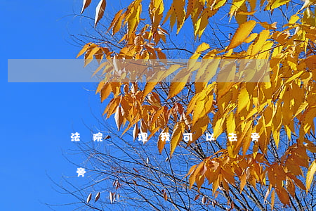 法院審理我可以去旁聽嗎(法院審理我可以去旁聽嗎)