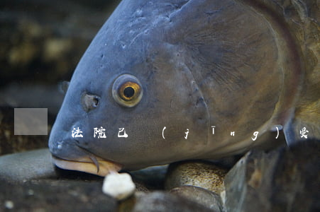 法院己經(jīng)受琚案子撤訴可以嗎