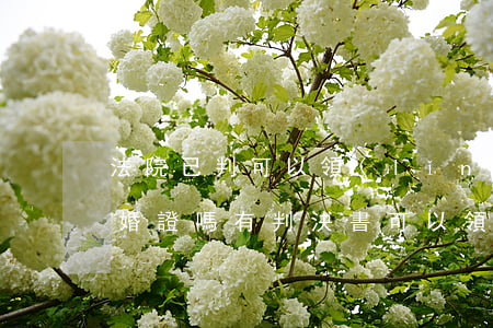 法院已判可以領(lǐng)結(jié)婚證嗎(有判決書可以領(lǐng)結(jié)婚證嗎)