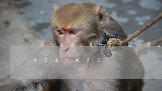 法院已受理的案件可以追加原告嗎(原告可以申請追加被告嗎)
