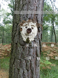 法院庭审笔录可以拍照复印吗(法院庭审笔录可以拍照复印吗)