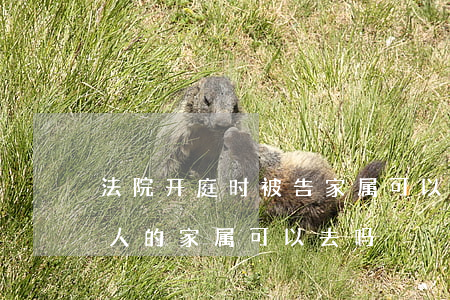法院开庭时被告家属可以呈情吗(开庭时被告人的家属可以去吗)