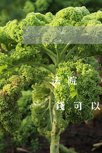 法院強(qiáng)制執(zhí)行沒錢可以申請分期嗎(法院強(qiáng)制執(zhí)行沒錢可以申請分期嗎)