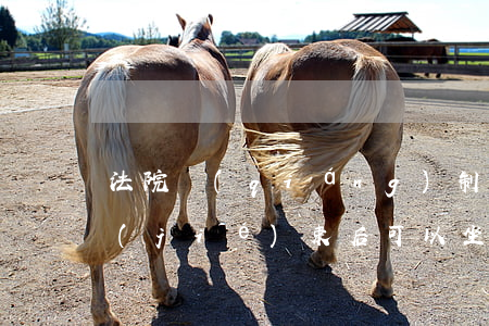 法院強(qiáng)制執(zhí)行結(jié)束后可以坐車嗎(被法院執(zhí)行能坐什么車)
