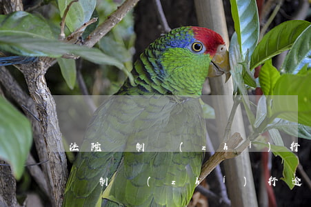 法院強制執(zhí)行9000元逾期款(強制執(zhí)行逾期利息)