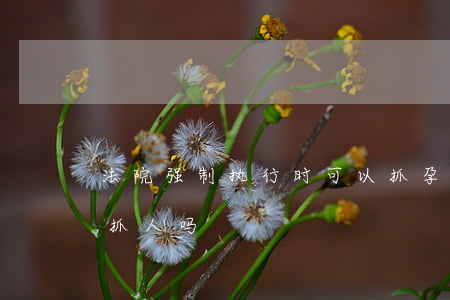 法院强制执行时可以抓孕妇吗(强制执行可以抓人吗)