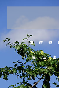 法院征信有问题可以出国吗(征信有问题能办签证出国吗)