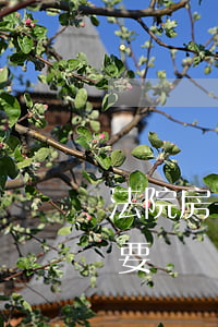 法院房子后可以交易嗎(法院拍賣的房子可以要嗎)