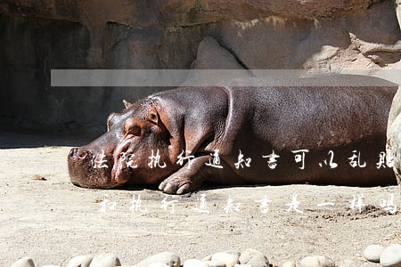 法院执行通知书可以乱贴吗(强制执行通知书和执行通知书是一样吗)