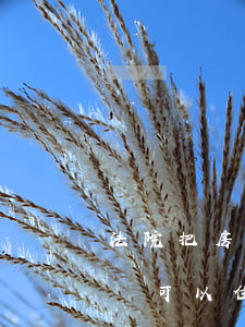 法院把房子封了還可以住嗎(法院把房子封了還可以住嗎)