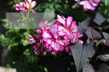 法院担保书可以代签吗(保证合同可以委托他人代签吗)