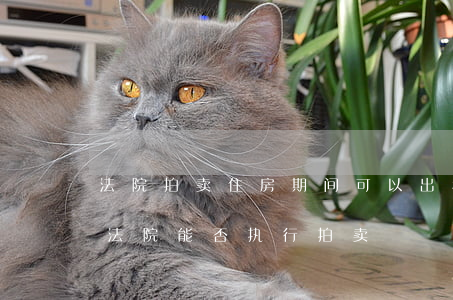 法院拍卖住房期间可以出租吗(房屋租赁期间法院能否执行拍卖)