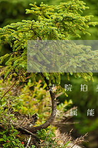 法院拍卖房产子女可以拍吗(法院拍卖的房子亲属能买吗)