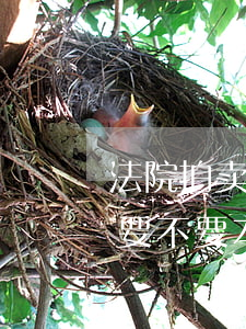 法院拍卖房子可以优先本人吗(法院拍卖房子要不要本人同意)