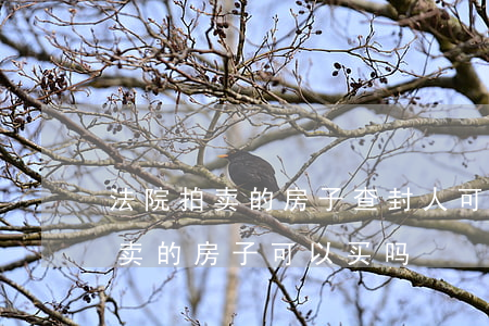 法院拍卖的房子查封人可以拍吗(法院公开拍卖的房子可以买吗)