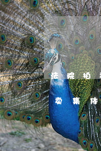法院拍卖集体土地房屋可以买吗(法院可以拍卖集体土地上的房子吗?)