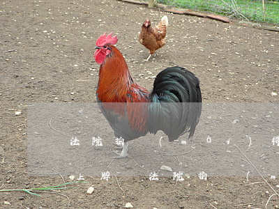 法院拍賣(mài)得水車(chē)可以上牌嗎(法院拍賣(mài)的車(chē)怎么上牌)
