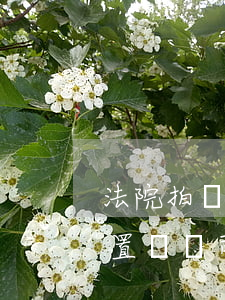 法院拍賣(mài)的車(chē)輛可以置換嗎(司法拍賣(mài)車(chē)輛能過(guò)戶(hù)么)