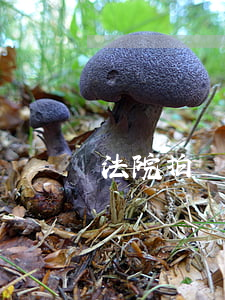 法院拍賣到的房子怎么做賬
