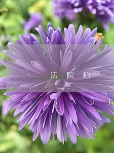 法院拍賣可以終止嗎(司法拍賣中止后會繼續(xù)拍賣嗎)
