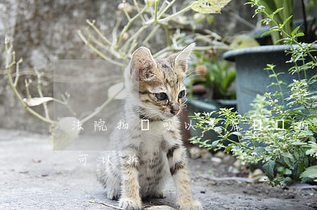 法院拍賣可以走后門嗎(拍賣的房子里面的門可以拆)
