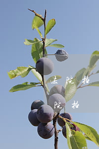 法院拍賣房不限購(gòu)可以貸款嗎(法院拍賣房可以貸款買嗎?)