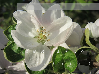 法院拍賣房可以不過戶嗎(法拍房不過戶可以轉(zhuǎn)賣嗎)