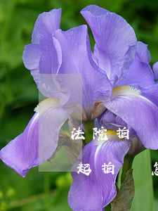 法院拍賣房子價格可以談嗎(法院拍賣的房子起拍價怎么定)