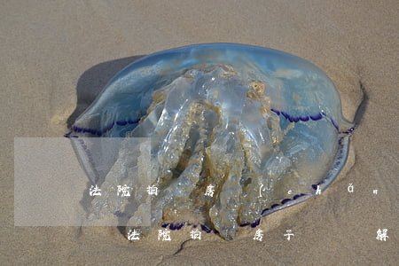 法院拍賣房產(chǎn)前可以還款解封嗎(法院拍賣房子過戶解封安全嗎)