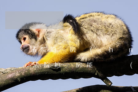 法院拍賣房產(chǎn)原房主可以買嗎(法院拍賣房能買嗎?會(huì)有麻煩嗎)