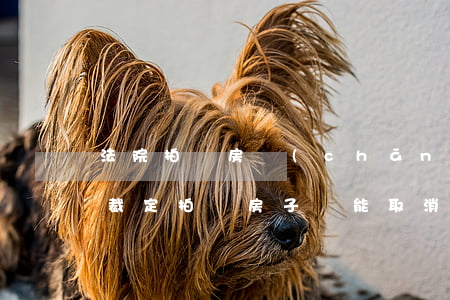 法院拍賣房產(chǎn)可以撤回嗎(法院裁定拍賣房子還能取消嗎)