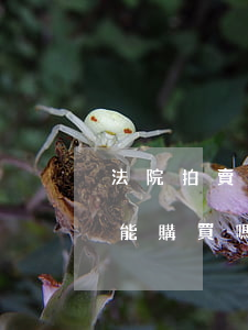 法院拍賣毛胚房可以買嗎(法院拍賣房子自己能購買嗎)