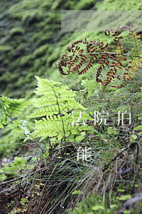 法院拍賣的安置房可以過戶嗎(安置房拍賣不能過戶)