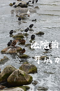 法院拍賣的房子可以加名字嗎(法拍房房產證可以加名字嗎)