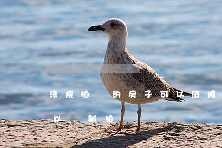 法院拍賣的房子可以破限購嗎(限價房法院可以強制拍賣嗎)