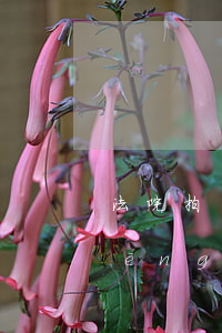 法院拍賣的房子裝修破壞可以嗎(有爭(zhēng)議的房子法院可以強(qiáng)制拍賣嗎)