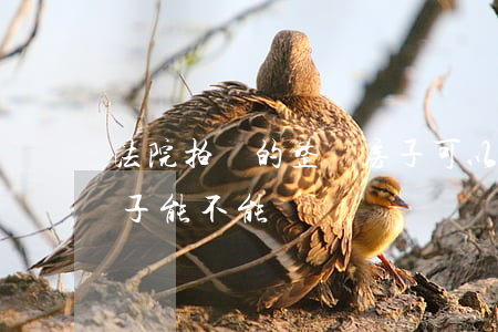 法院拍賣的整棟房子可以買嗎(法院拍賣的房子能不能買) 法院拍賣的整棟房子可以買嗎(法院拍賣的房子能不能買)