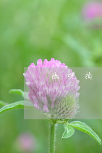 法院拍賣的車可以靠關(guān)系買嗎