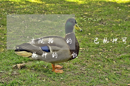 法院拍賣的車輛已抵押可以拍嗎(司法拍賣有抵押的車能買嗎)