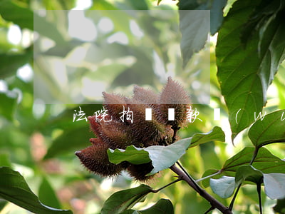 法院拍賣貸款無(wú)力償還