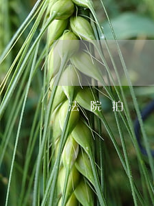 法院拍賣車牌可以嗎(法院拍賣車牌可以嗎)