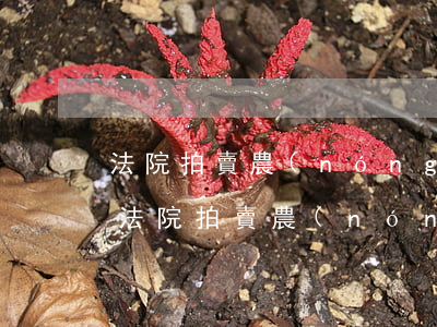 法院拍賣農(nóng)村宅基地可以買嗎(法院拍賣農(nóng)村宅基地可以買么)