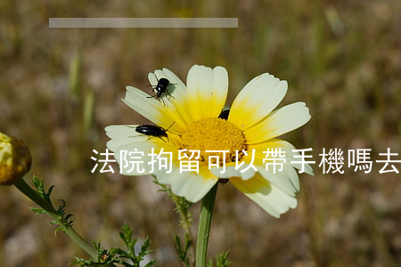 法院拘留可以帶手機嗎(去拘留可以帶手機嗎)